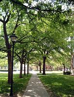 05901 Trees